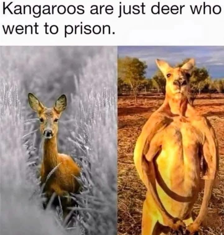 Side by side of a deer and a kangaroo the caption says, “Kangaroos are just deer who went to prison”. 