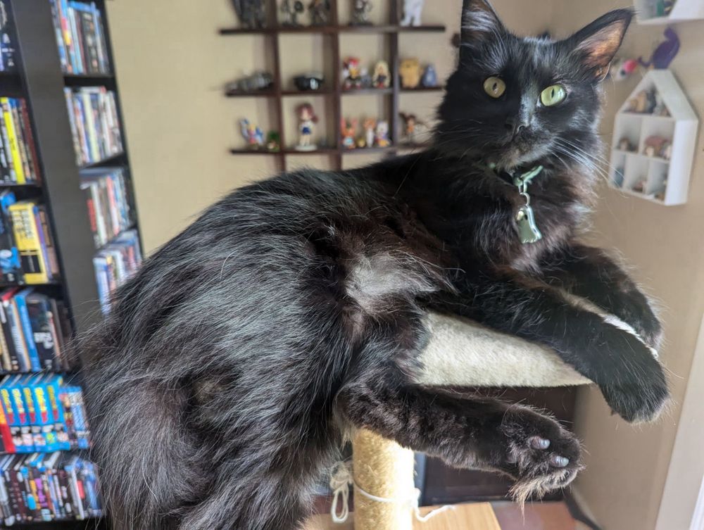 Black cat on cat tower looking adorable