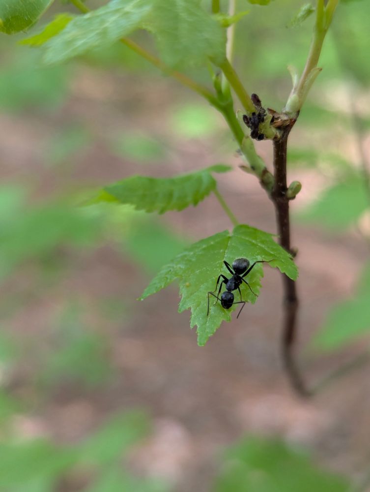 A macro photograph captures a black ant on a vibrant green leaf with serrated edges. The ant is positioned near a cluster of small, dark-colored aphids attached to the stem. The ant's antennae are extended forward, and its body is slightly arched, suggesting interaction with the aphids. The background is softly blurred, highlighting the detailed textures of the ant's exoskeleton and the leaf's surface.