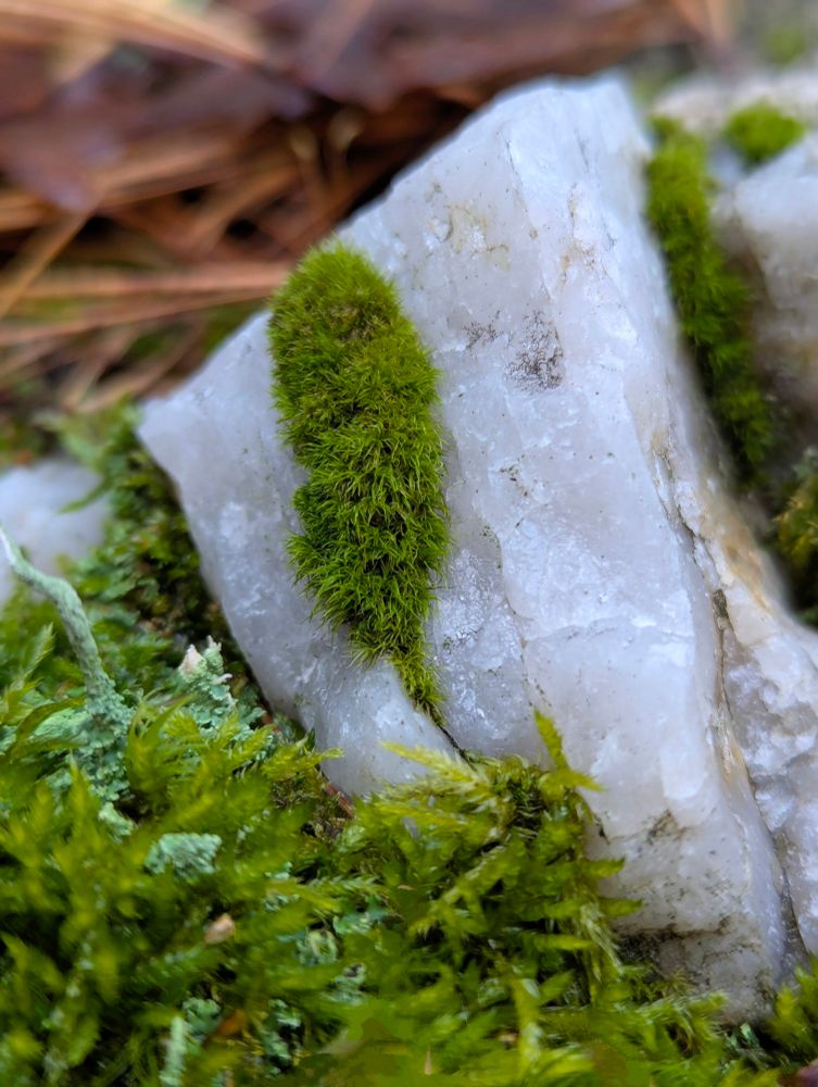 A closeup of a large quartz rock on the forest floor. There is a bunch of vibrant green lichens growing at the base of the rock. In the middle of the rock right on the side there is a patch of fuzzy moss that almost looks like a small mouse. It's a pretty little ecosystem 
