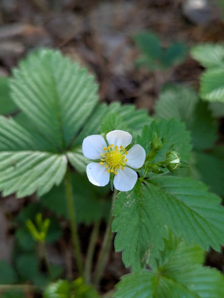 Close-up of a blooming wild strawberry plant with a single white flower and bright yellow center, surrounded by three-part green leaves with serrated edges. Several buds are nearby, and the forest floor is softly blurred in the background.