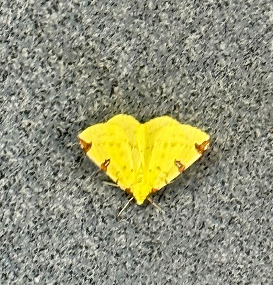 Photo of a yellow moth shaped like an upside down triangle with little brown markings on the edges making it look like a fragment of an autumn leaf. It is sitting on a stone floor which is grey with black speckles.