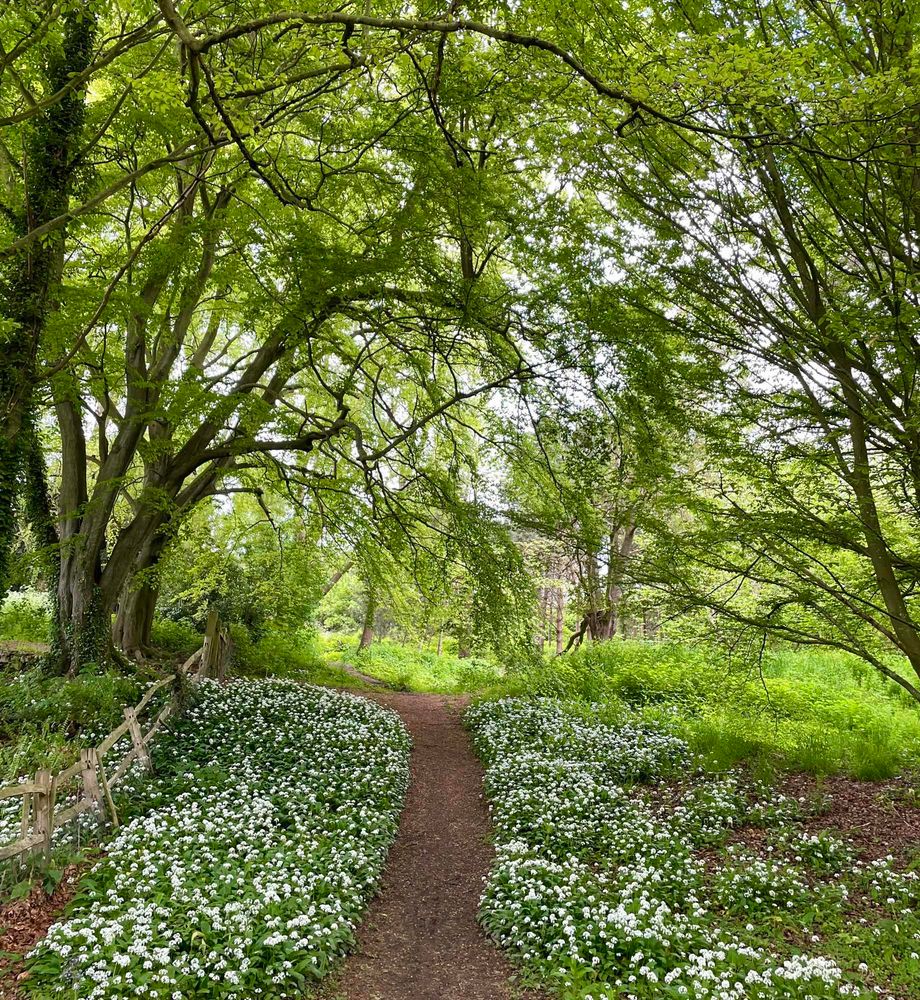 A photo of a walking path bordered by little plants with white flowers, with branches of trees making an arch above the path.