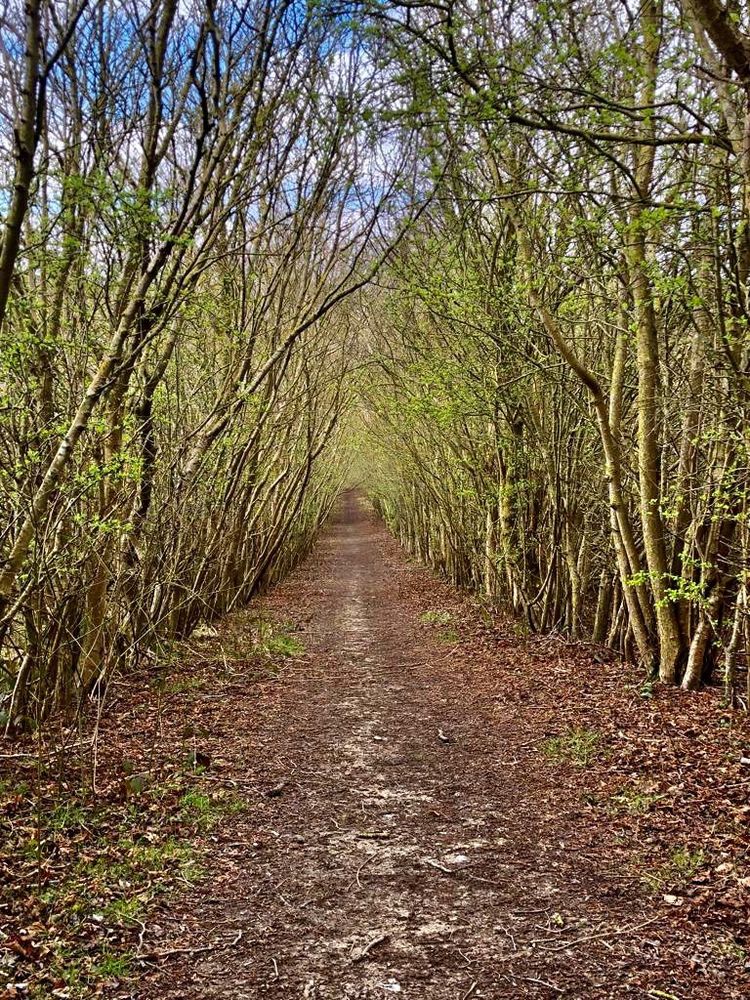 A walking path lined by trees meeting in the middle forming a green tunnel.