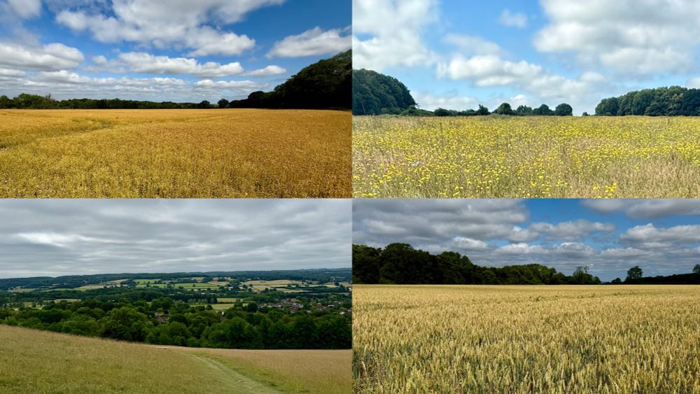 A collage showing four photographs of fields and farmland on the North Downs Way.  