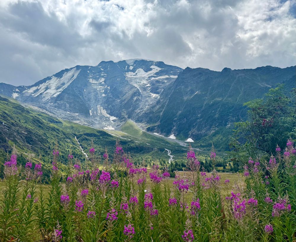 A view of the Alps around Mont Blanc with pink flowers in the foreground. 