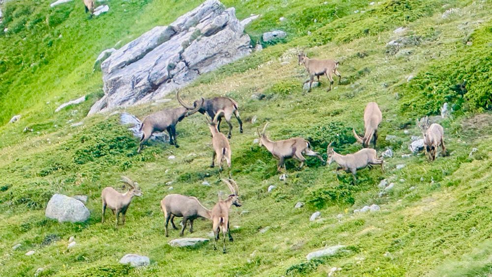 A herd of Ibex on the mountainside. Some are grazing and two are locking horns. 