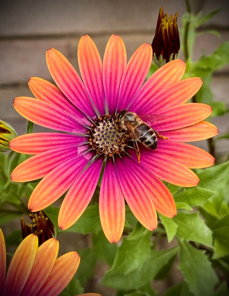 A close-up photo of a bee on the centre of a large  Osteospermum flower with two-toned pink and yellow petals. 