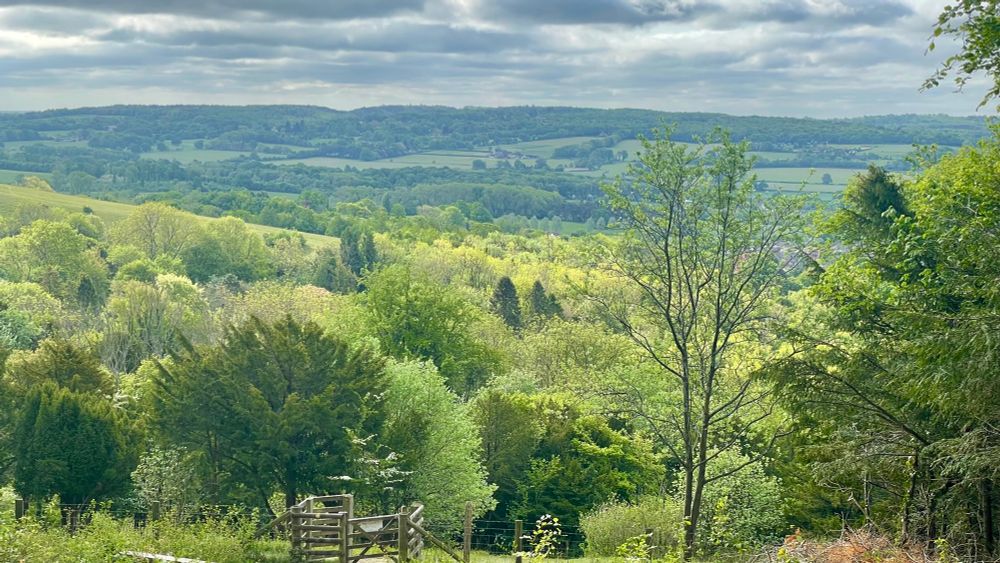 Another photo of a valley with trees glowing in the Sun.