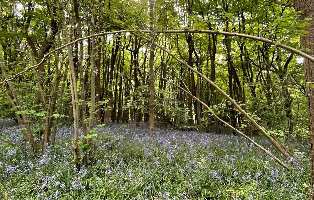 Photo of Woodland with bluebells growing under the shade of trees.