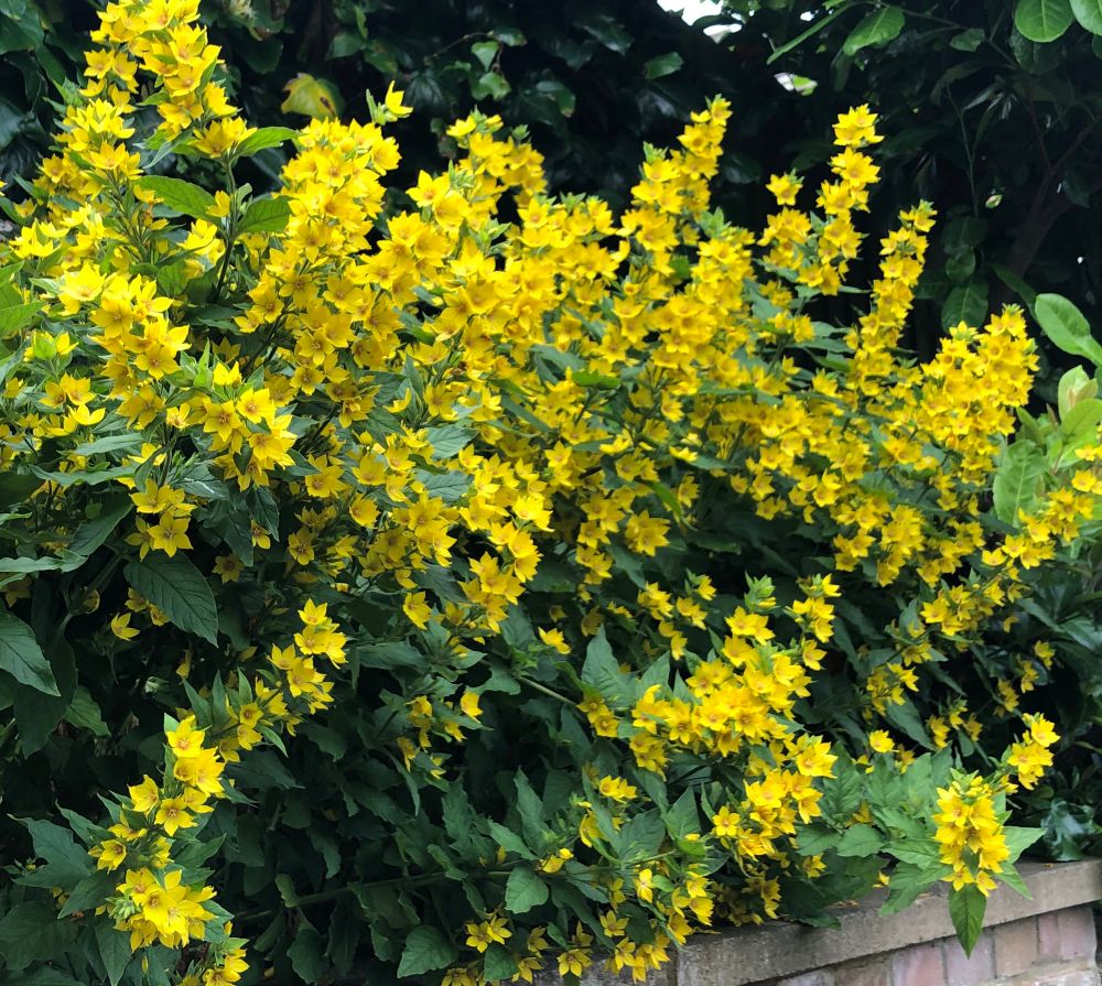 Plants with spikes of yellow flowers growing on a border at the top of a wall. 