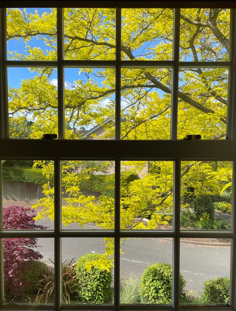A scene through a window of a garden, with a Gleditsia tree showing light green spring foliage and other plants below it including box bushes cut into round shapes and a Japanese maple tree in the corner.