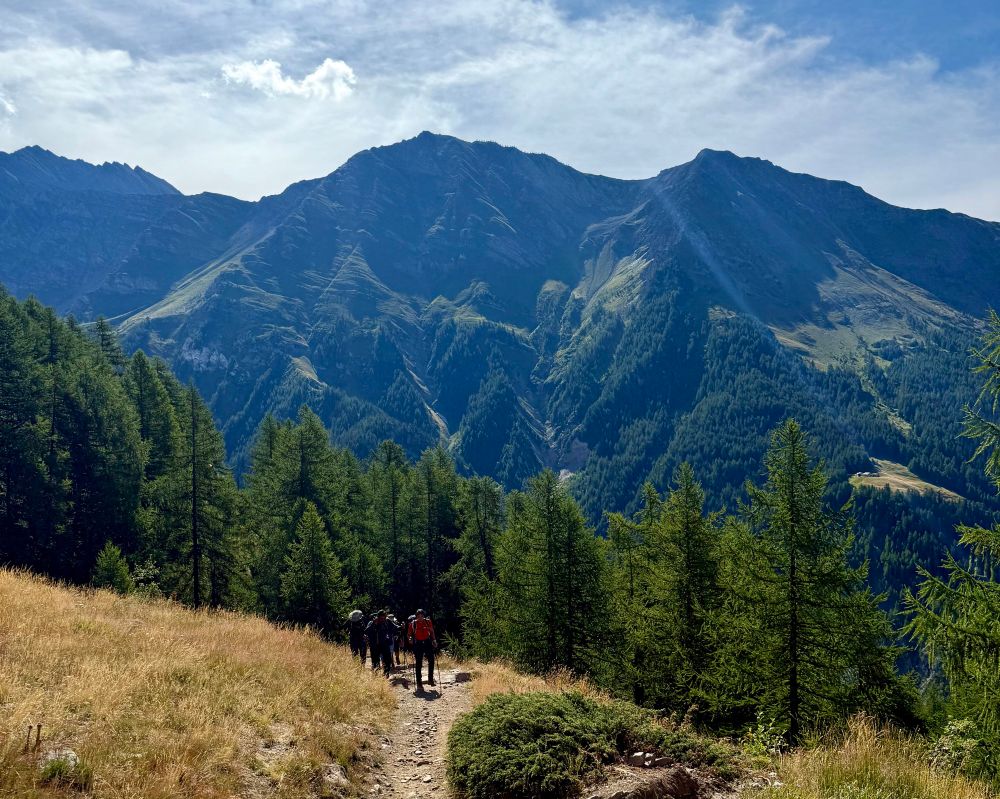 Trekkers walking up a steep slope with green shaded mountains and a line of fir trees behind them. 