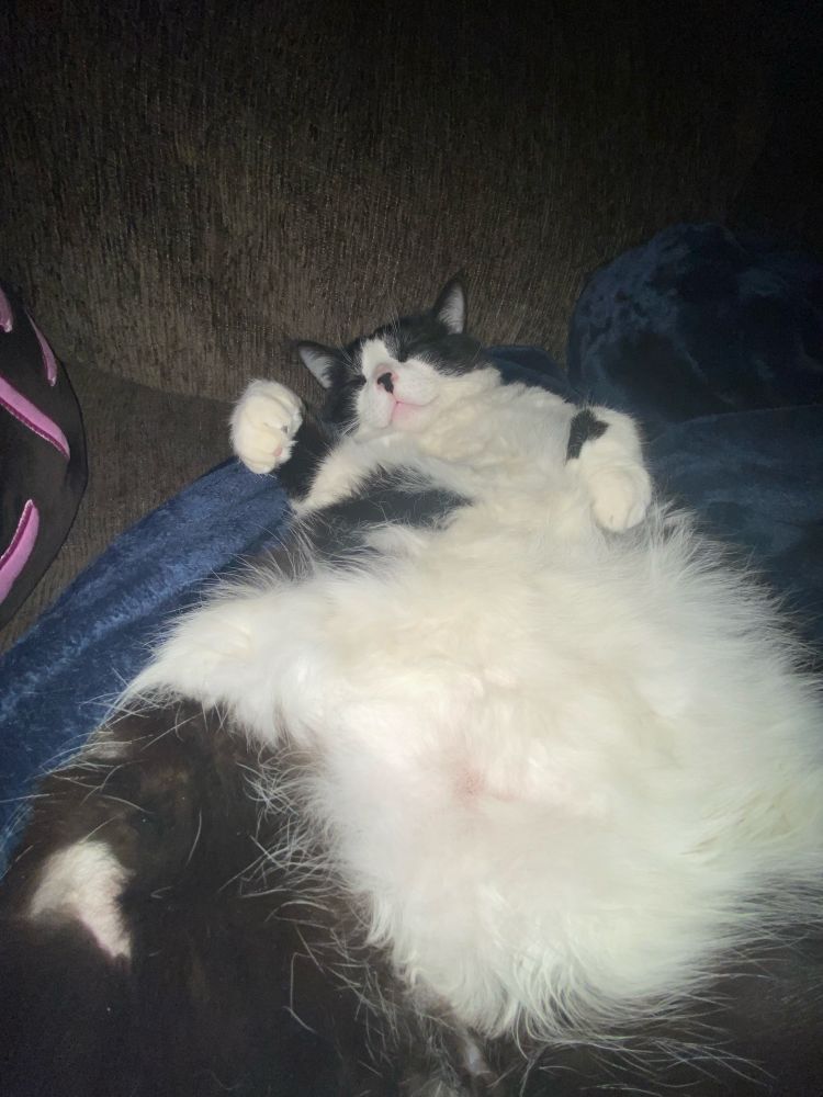 picture of my tuxedo cats laying on his back sleeping taken with 0.5 camera