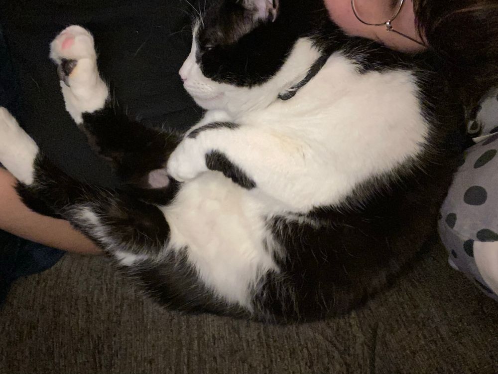 picture of my tuxedo cat suffocating me curled up sleeping