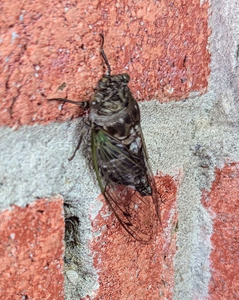 A cicada on red brick 🧱
