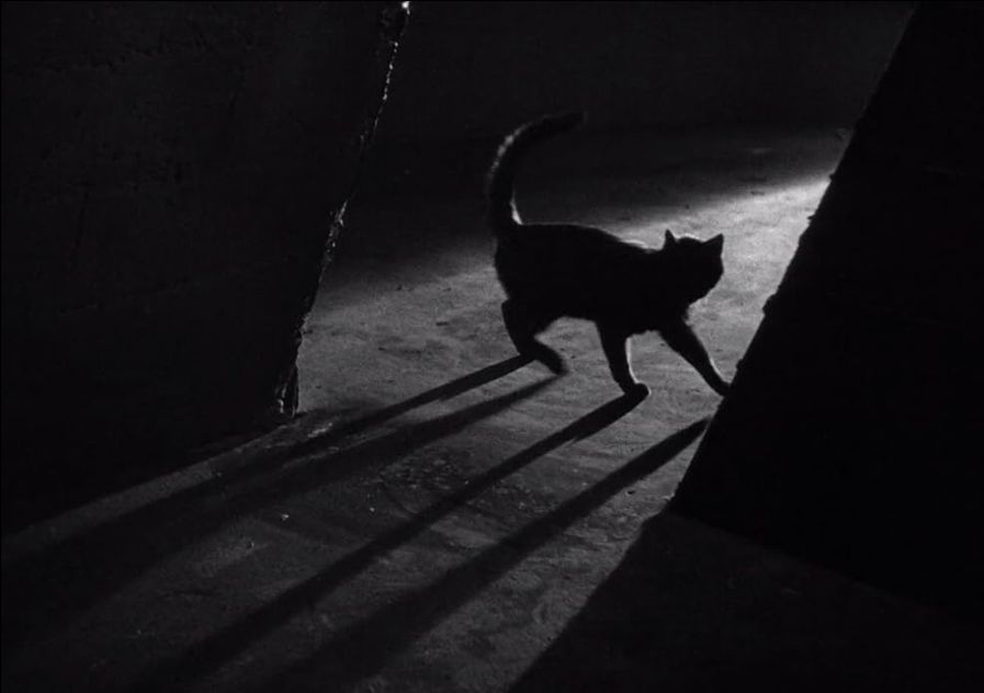 A black cat walks past an opening, light from behind it casting its shadow in the foreground 