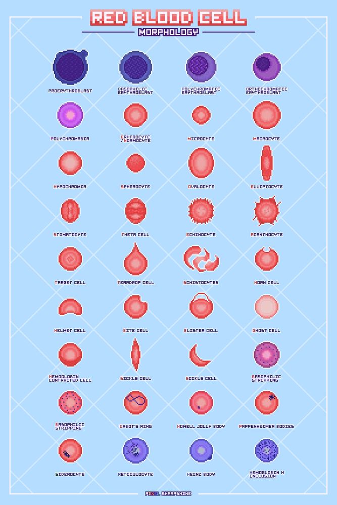 Red Blood Cell - Morphology