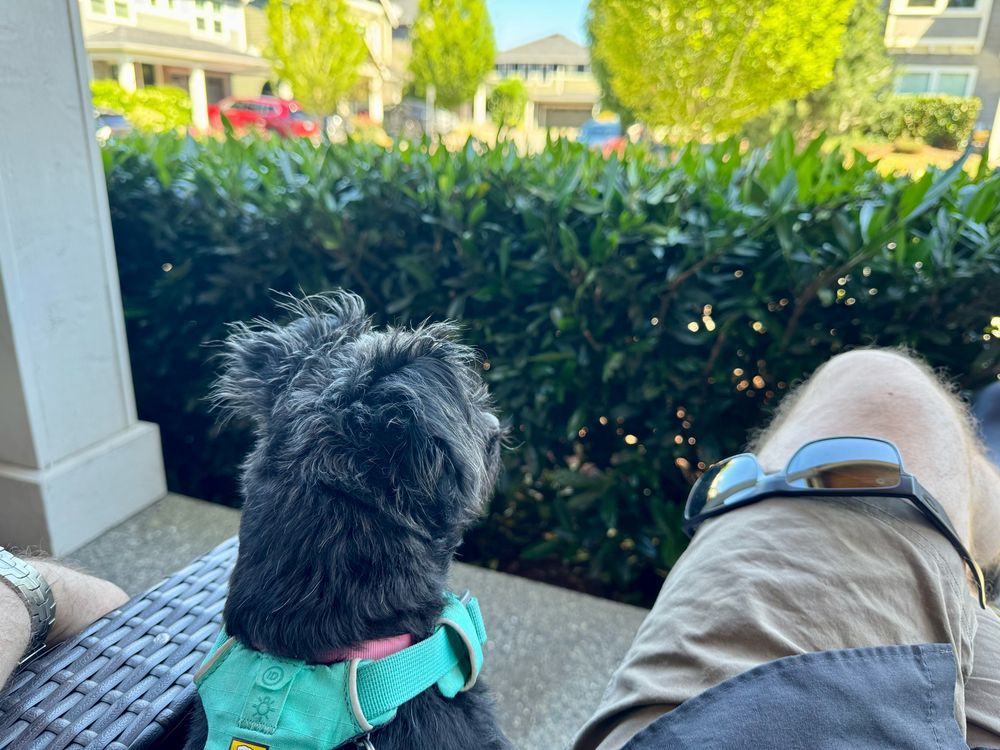 close-up picture of the back of a dog‘s head and a set of human cross legs, both in a wicker chair sitting on a porch. View of a bush and the neighborhood street in the background.