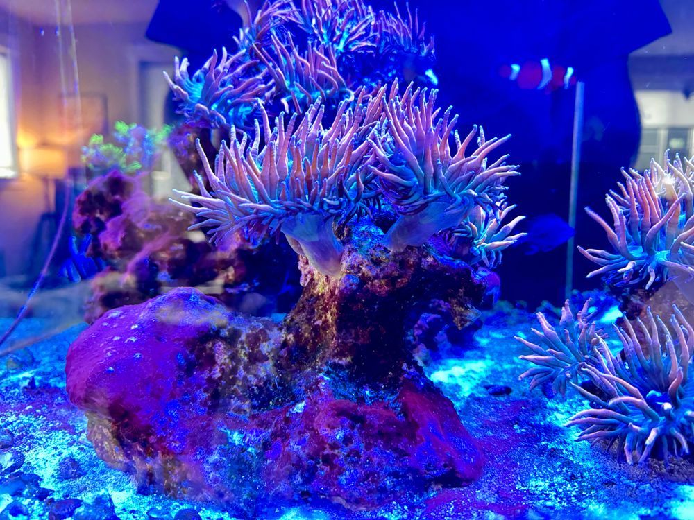 Closer picture of an aquarium tank with Aquascape, coral covered in red, slime and bubble tip and anemones
