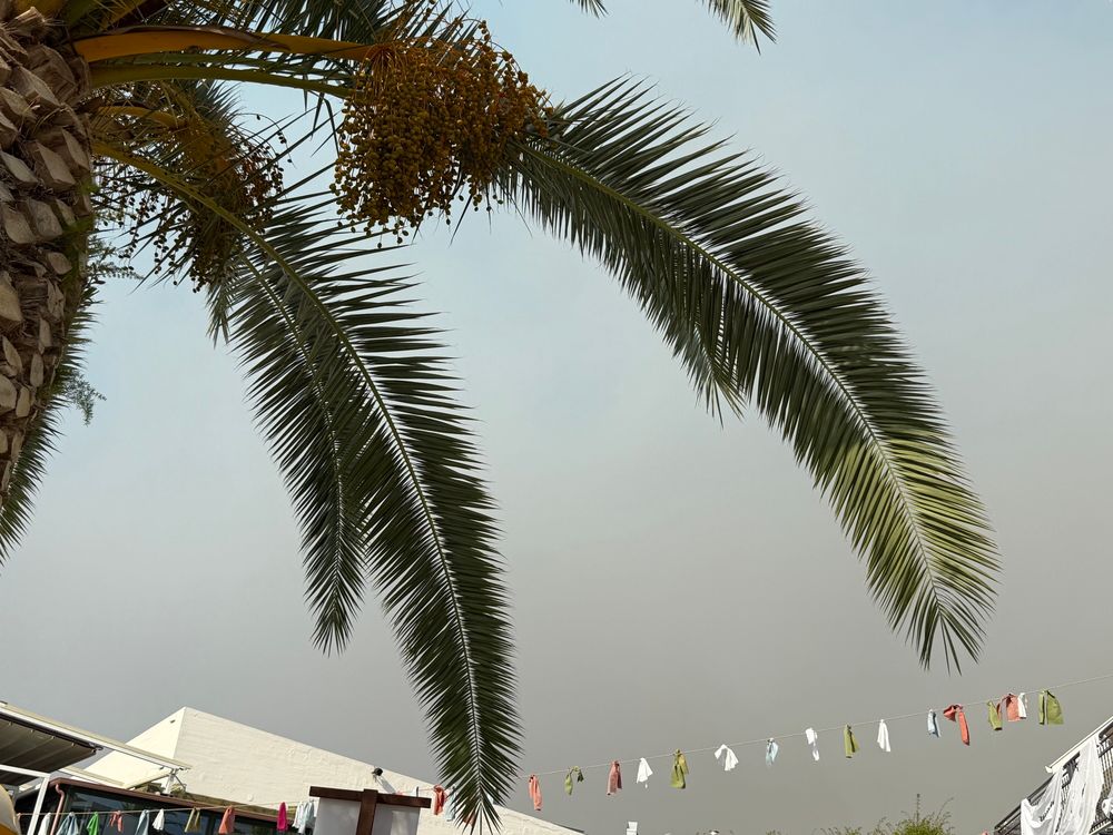 Wildfire smoke appearing in the sky behind a palm tree