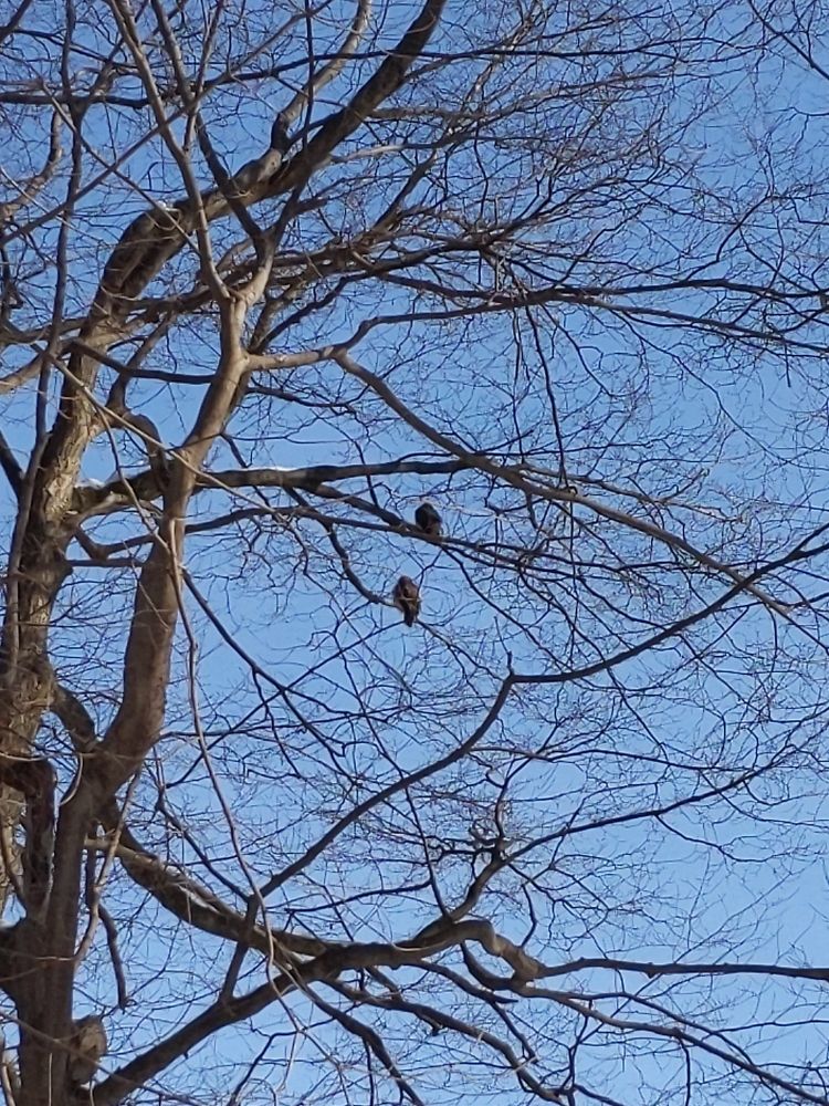 Hawks in a tree