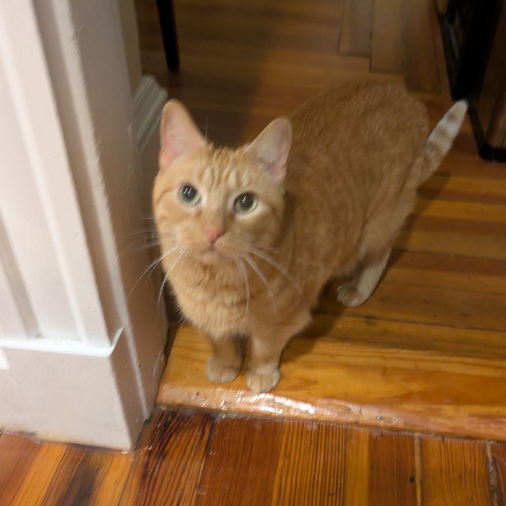 Nigel, an orange tabby cat, looks expectantly at the one holding the camera 