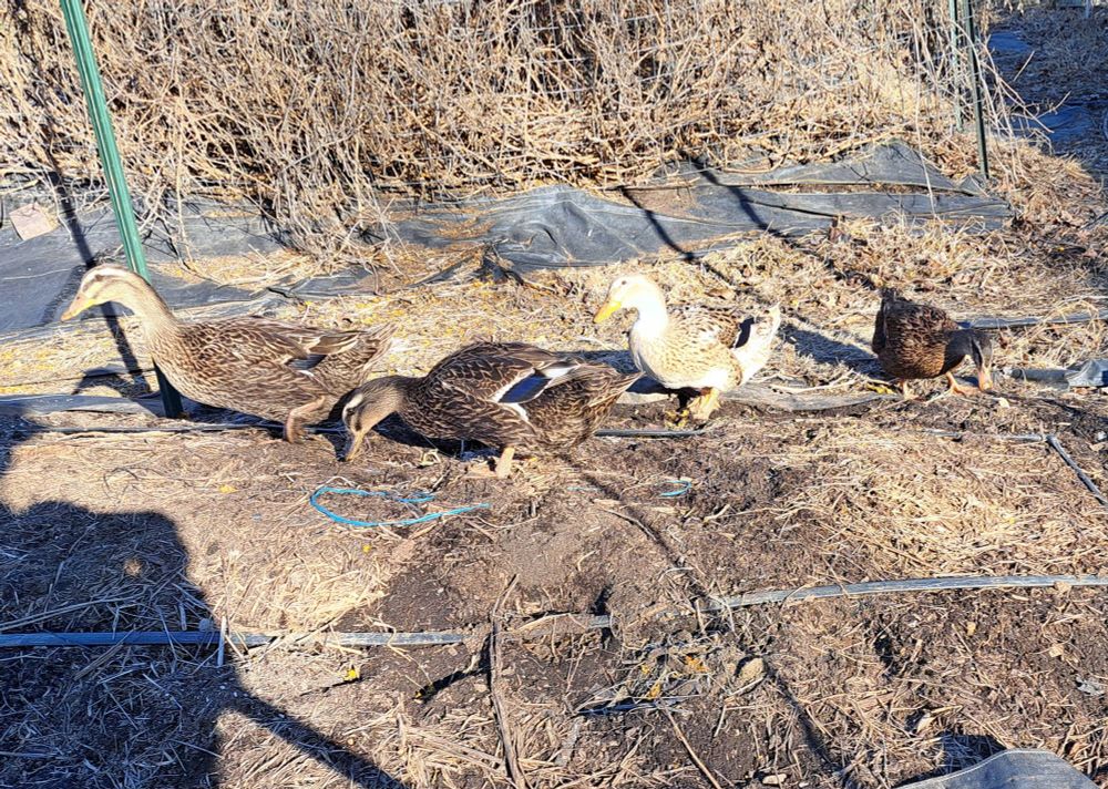 Four ducks on a garden mound with dead weeds everywhere.