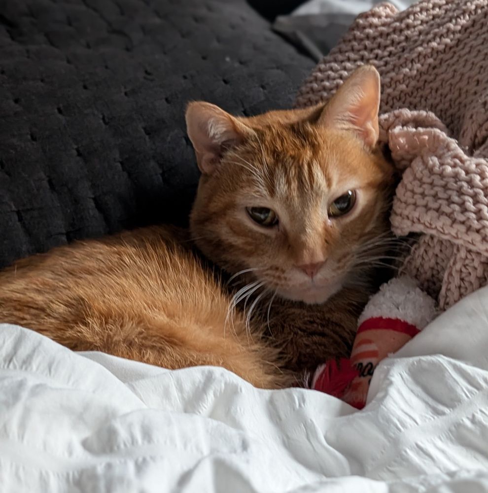 An orange tabby cat tucked in under a white duvet with his head on a black pillow and a pink blanket. He is snuggling an eggnog shaped toy.
