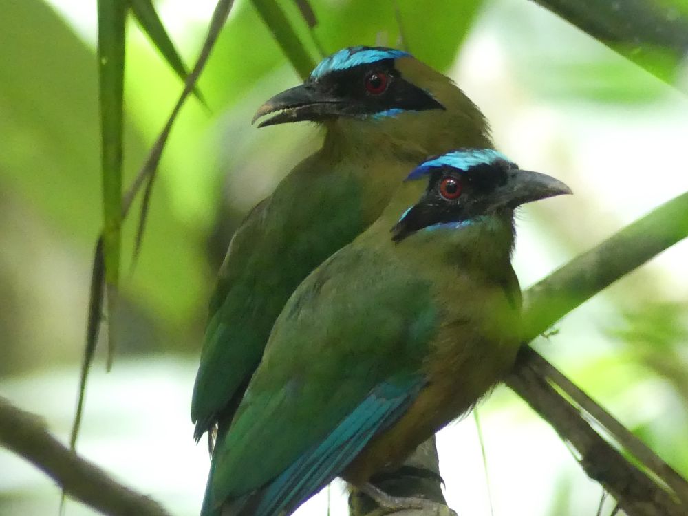 Two Whooping Motmot perched close together, though facing opposite directions. Their eyes are red and fierce, the sharp contrast of cerulean blue and black makes their heads appear brilliantly painted.
