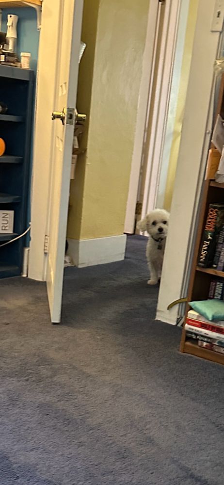 Picture of Winnie the bichon peeking into a room from a hallway. You can only see half of her face and body. The room has bookcases and dark blue carpet.