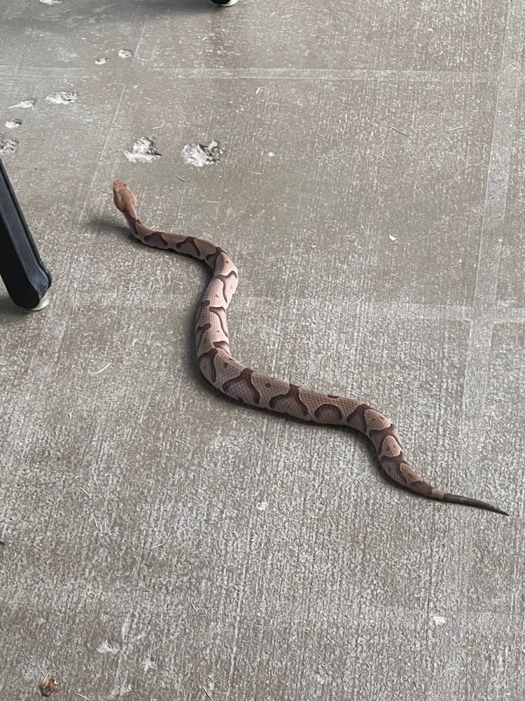 Juvenile copperhead snake on a patio. 