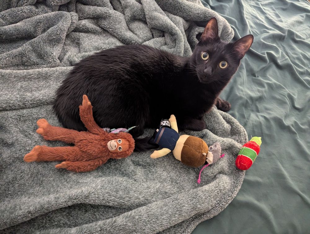 A photograph of a black cat that looks confused while surrounded by cat toys.