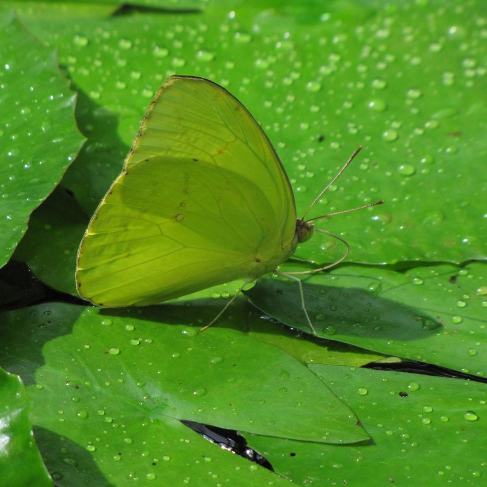 Bright green butterfly sitting on similarly colored waterlilies, surrounded by water droplets. 
This one I unfortunately couldn't ID. If anyone does please comment what it is. 