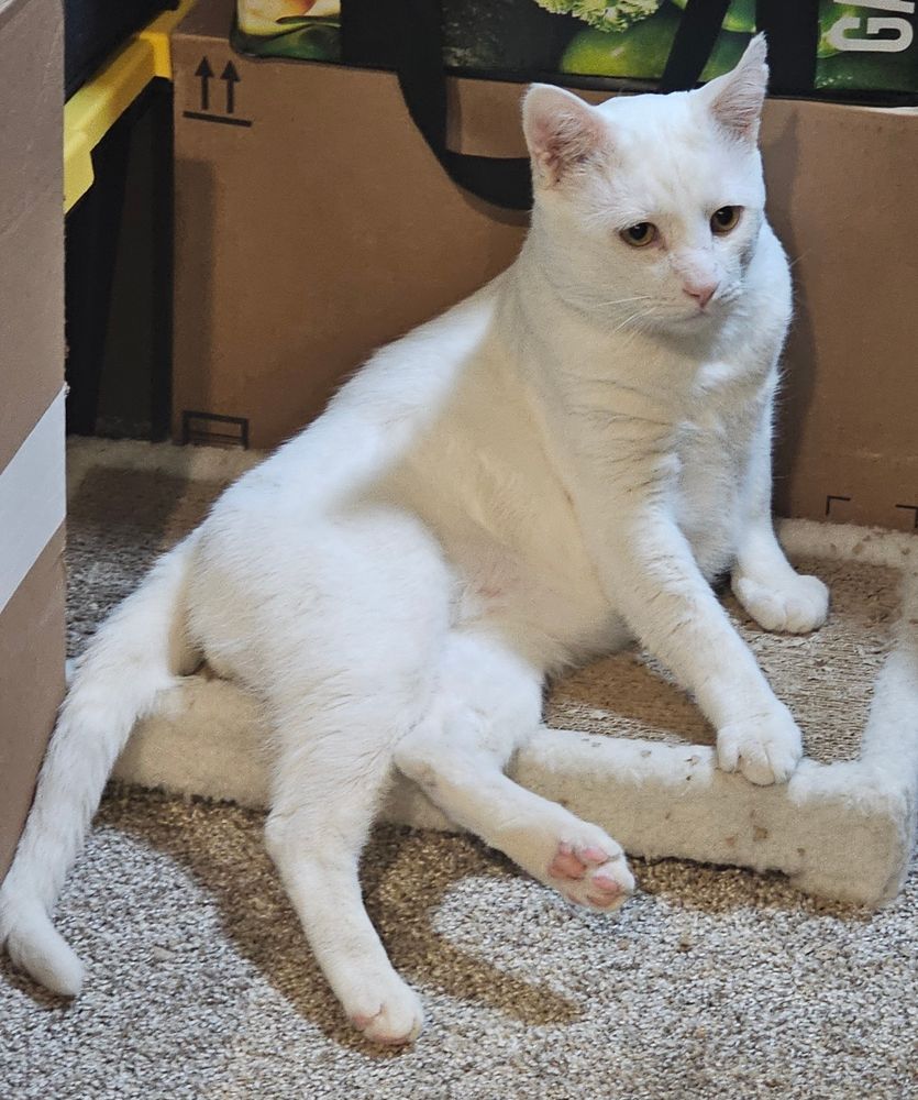 Galaxy the white cat sitting on a cat scratching pad, on a gray carpet, by cardboard boxes. 
He likes to sleep in strange places, from a torn up paper bag, the other cats' beds, and ontop of the scratching pad. 
He is still skiddish but didn't running from my 8 pound dog anymore. He is around 15 pounds now, not eating as ravenously or as desperate for attention. He used to headbutt your hand so hard it could hurt. Now he is much more gentle. His coat is much softer and in better condition now. It was very rough and course when he was found. 