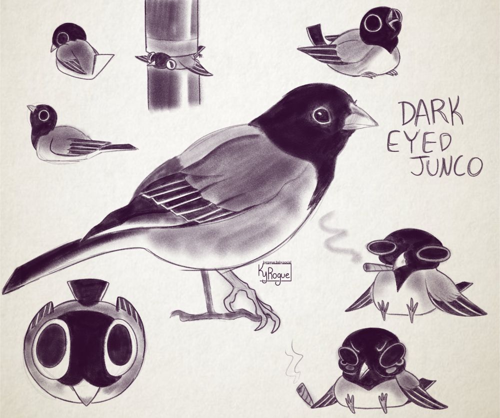 A collection of eight illustrations of a dark eyed junco (a type of small bird). 