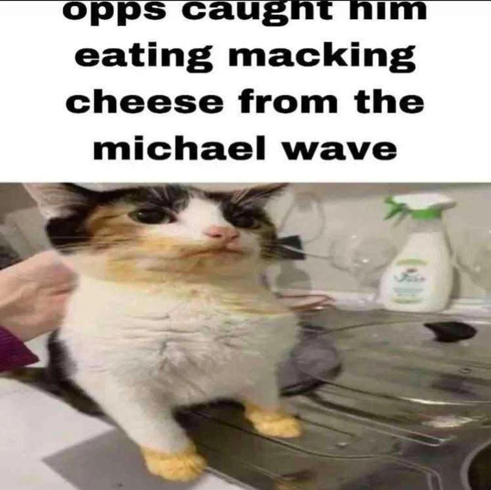 catte eated macking cheese from the michael wave

opps