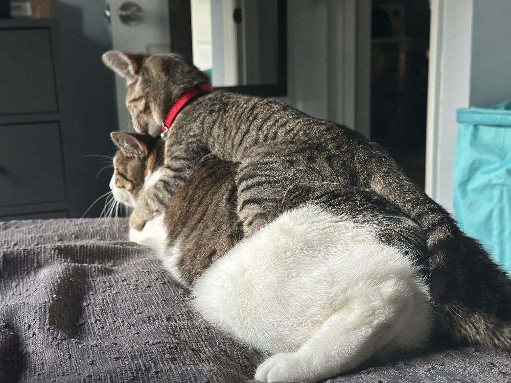 A 3 month old kitten straddling a 5 year old cat, who is laying down