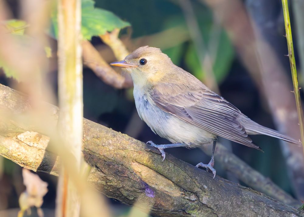 Icterine Warbler