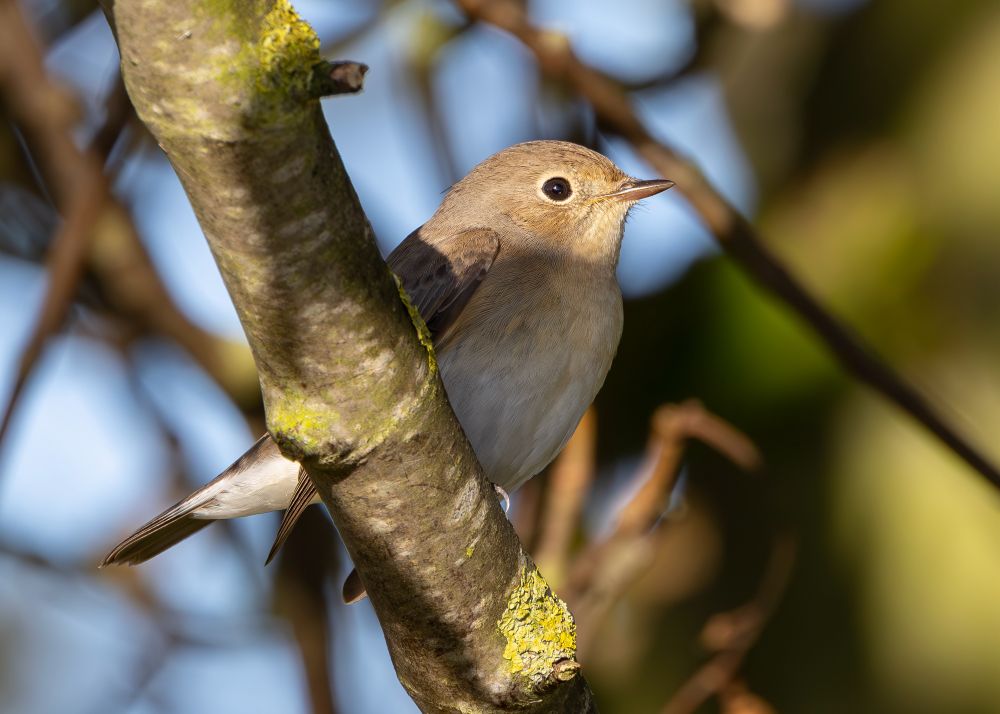 Red-breasted Flycatcher