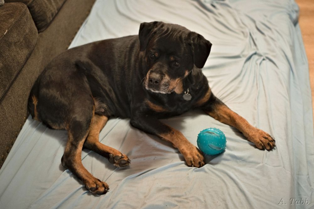A Rottweiler female dog lies on a floor mattress, and looks off camera. She has a crinkly ball at her feet. She has a gray muzzle and looks friendly.