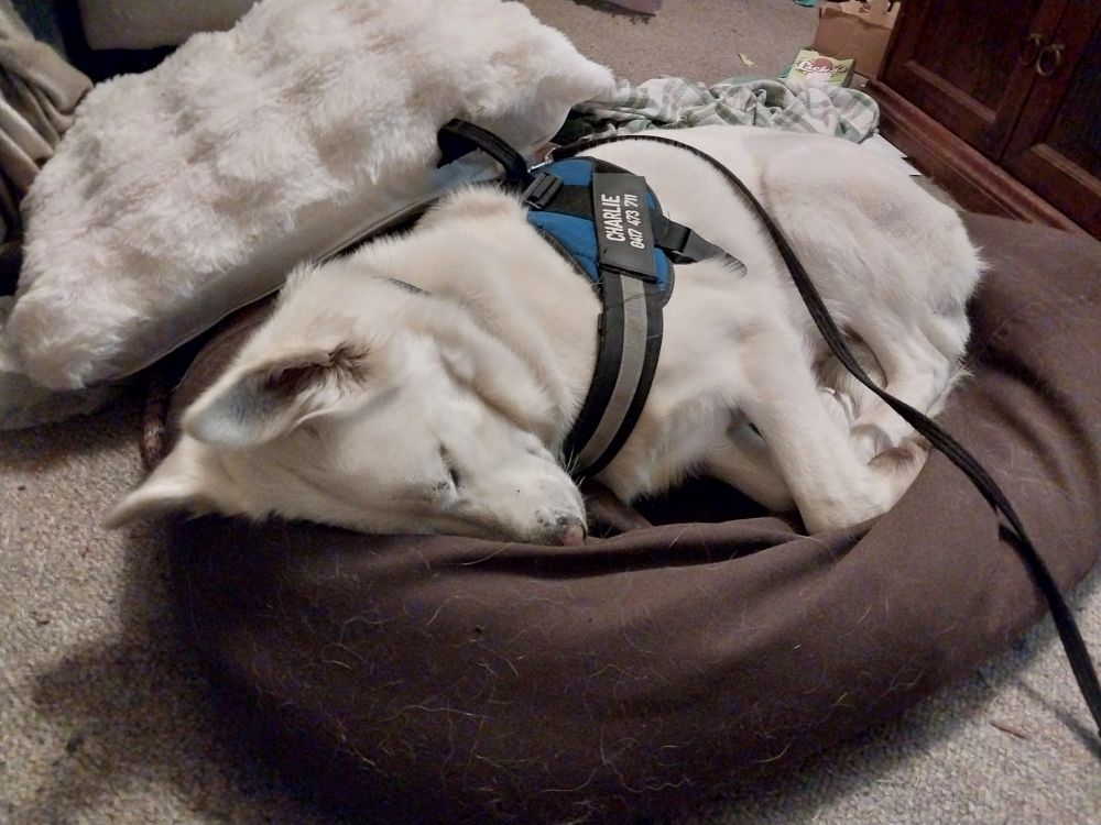 Large white dog Charlie, tucked up asleep.