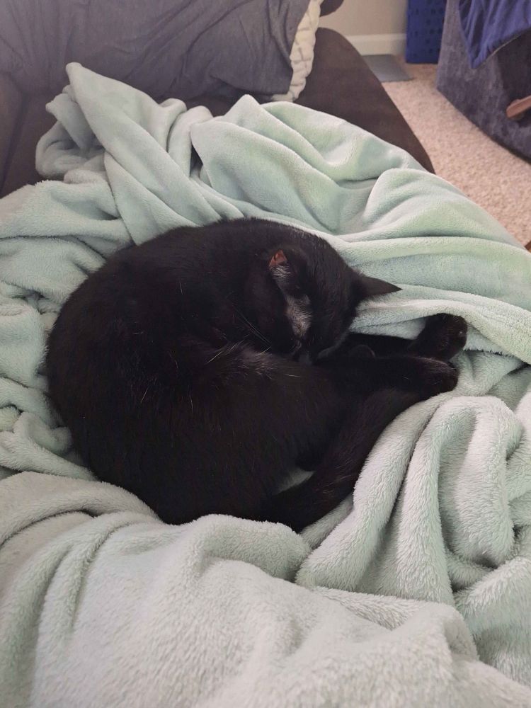 A young black cat curled up into a circle.