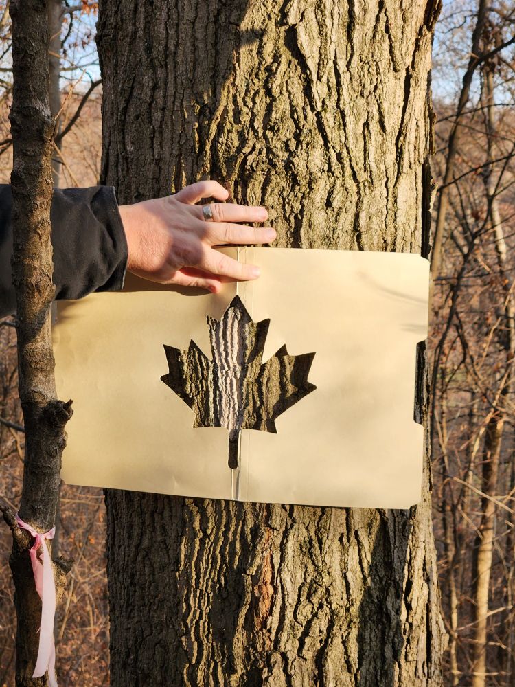 Maple leaf stencil on tree trunk.
