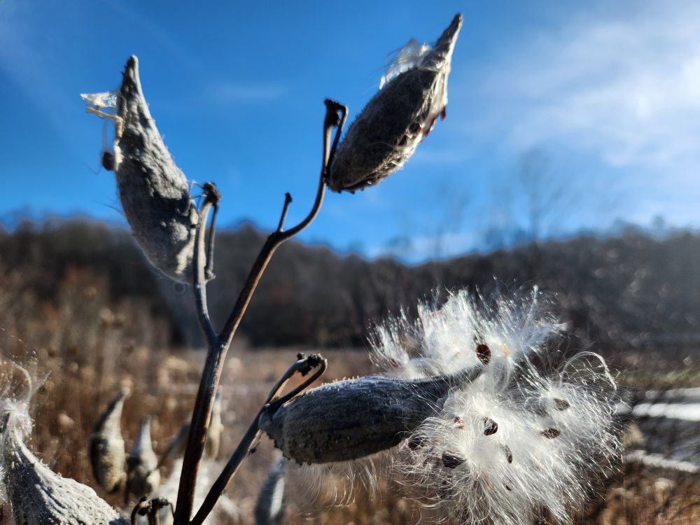 Milkweed pods going to seed