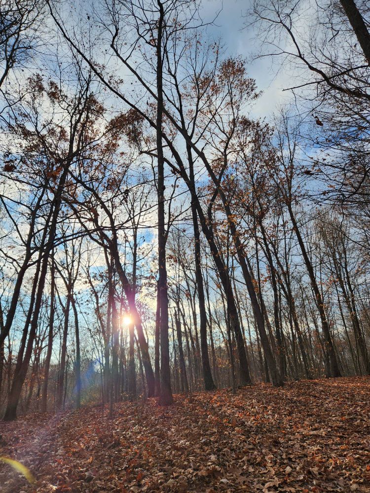 Deciduous woods with few leaves on branches.