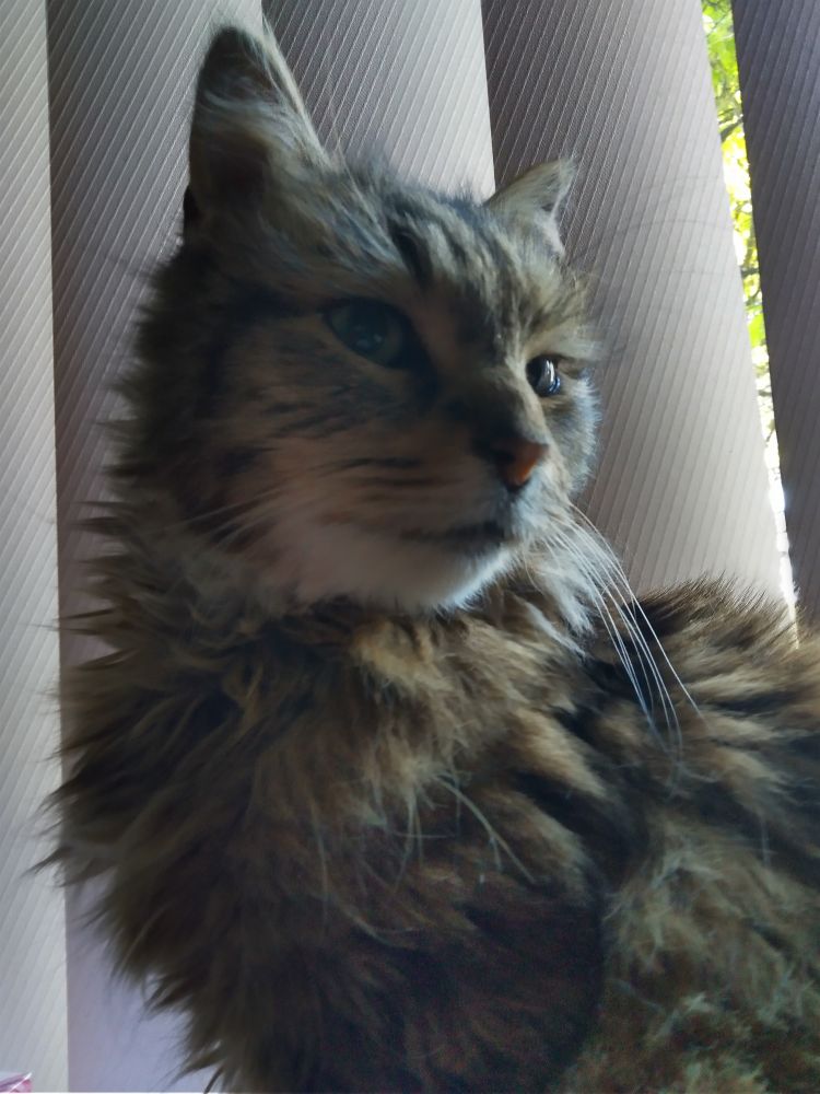 Photo of my cat Moon, a tri-colour brown tabby. She's fluffy and quite pretty, with a brown nose.