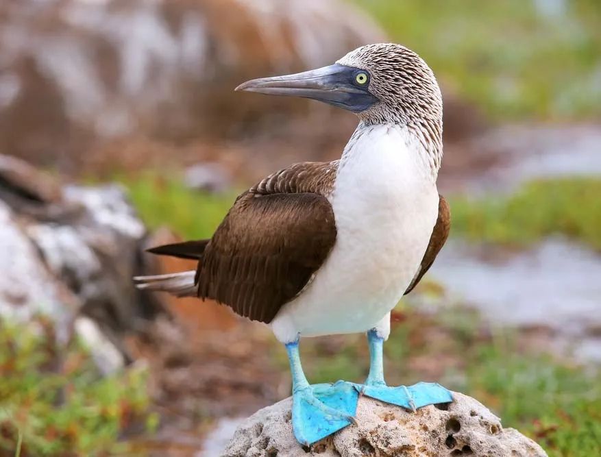 An image of a bird, the blue-footed booby. It's a rather standard shaped bird, brown and cream, with a grey beak and bright blue feet. 