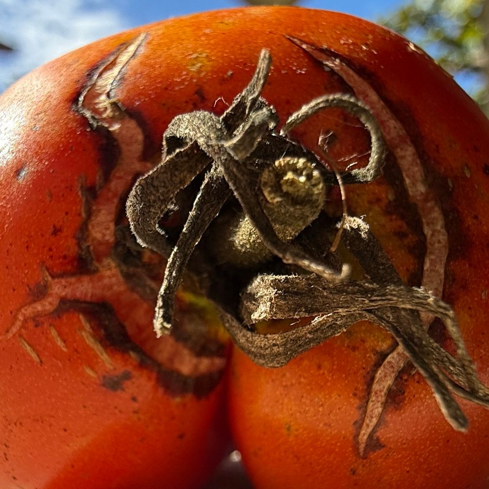 Macro photograph of the top of a tomato 