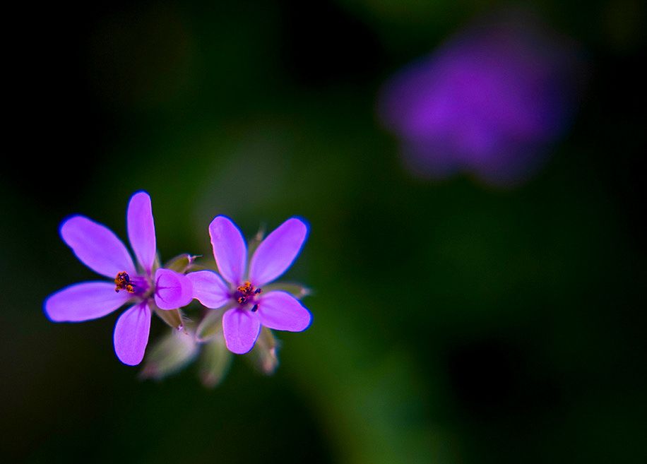 Two tiny pink flowers known as Red Stem Filarees among a blurred background of muted green